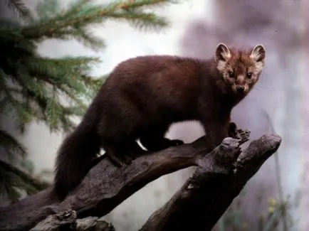 A civet eszik