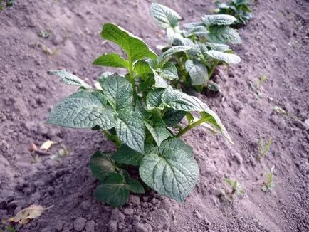 A takarmány a virágzás alatt burgonya (burgonya) Hogyan megtermékenyíteni a burgonya, a virágzás ideje