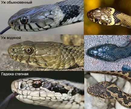 Mi más is a vipera