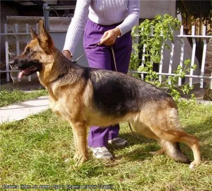 A különböző német és kelet-európai juhászkutya forrása a jó hangulat