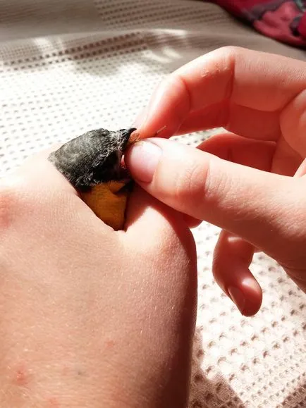 Mi a takarmány a Swift otthon