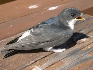 Swift, mint az evés madarak és amikor a légy néz ki, mint egy madár, a fotó