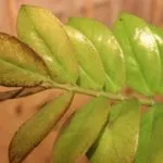 Mi a teendő, ha Zamioculcas levelek sárgulnak, és hogy ez miért történik, valamint más betegségek, valamint az (valamilyen okból) Mi a teendő, ha Zamioculcas levelek sárgulnak, és hogy ez miért történik, valamint más betegségek és