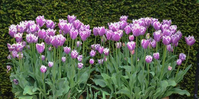 Mi a teendő, izzók tulipán szakértői válaszok (do) Mi köze tulipánt szakértői válaszok