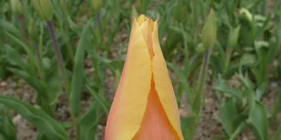 Mi a teendő, izzók tulipán szakértői válaszok (do) Mi köze tulipánt szakértői válaszok