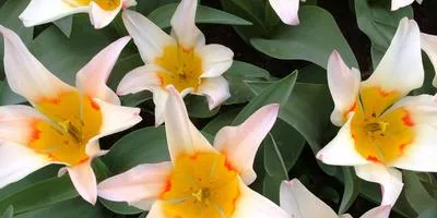 Mi a teendő, izzók tulipán szakértői válaszok (do) Mi köze tulipánt szakértői válaszok