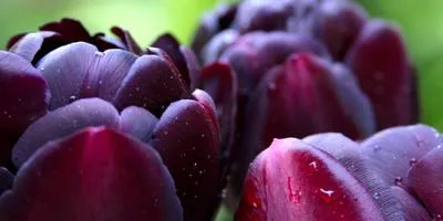 Mi a teendő, izzók tulipán szakértői válaszok (do) Mi köze tulipánt szakértői válaszok