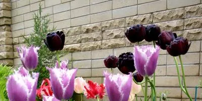 Mi a teendő, izzók szakértői válaszok tulipán (tulipán) Mi köze tulipánt szakértői válaszok