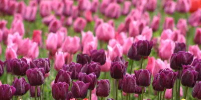 Mi a teendő, izzók tulipán szakértői válaszok (do) Mi köze tulipánt szakértői válaszok