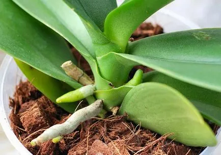 Mi a teendő, ha az orchidea gyökerei elkorhadt, hogyan kell menteni a növény (gyökerek) Mi a teendő, ha az orchidea gyökerei elkorhadt menteni növény