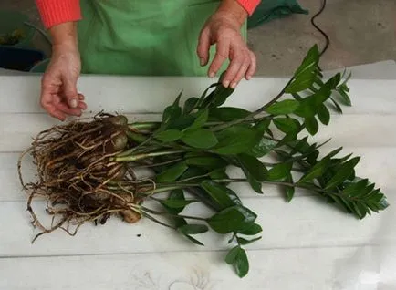 Mi a teendő, ha Zamioculcas levelek sárgulnak, és hogy ez miért történik, valamint más betegségek, valamint az (levél) Mi a teendő, ha Zamioculcas levelek sárgulnak, és hogy ez miért történik, valamint más betegségek és