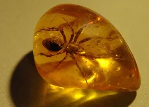 Mi ez amber stone és felhasználási leírás, hasznos és gyógyító tulajdonságait borostyán, gondoskodás