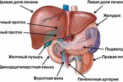 MRI mutatja, hogy a máj és az epeutak