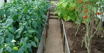 Mi a növény mellett a paradicsom lehet keserű és édes paprika