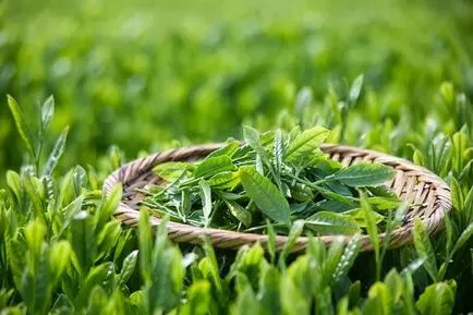 Mi tea mérgezés