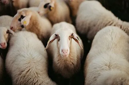 Melyek a bundák Toszkána Toszkána, bőrkabátok és kabátok