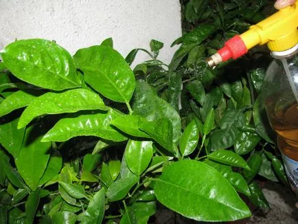 Mi a legjobb öntettel 1 üzem (top-dressing növények) Mi levélre történő alkalmazásának növény 1
