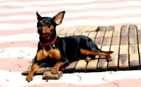 maggie