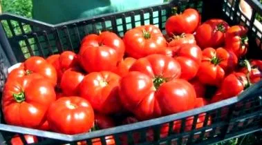 маргерита репродуцира