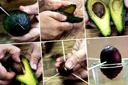 vásárolja avocado-t