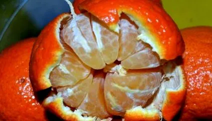 citrusfélék