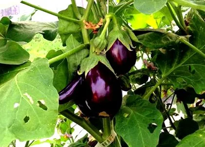 padlizsánnövényekben