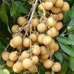Milyen gyümölcsöt longan, ahol termesztik, hogyan kell enni, és hogyan érdemes (gyümölcs) Milyen gyümölcsöt longan, ahol termesztik, hogyan kell enni, és hogyan érdemes