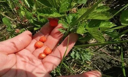 Mit jelent az, hogy összegyűjtse bogyók egy álom (gyűjteni) Mit jelent az, hogy összegyűjtse bogyók egy álom