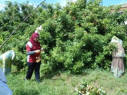Milyen gyümölcsöt longan, ahol termesztik, hogyan kell enni, és milyen hasznos (nő) Milyen gyümölcsöt longan, ahol termesztik, hogyan kell enni, és hogyan érdemes