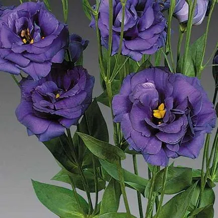 Virág eustoma fotó és termesztése magok otthon (fotó) Virág eustoma fotó és termesztése magok otthon