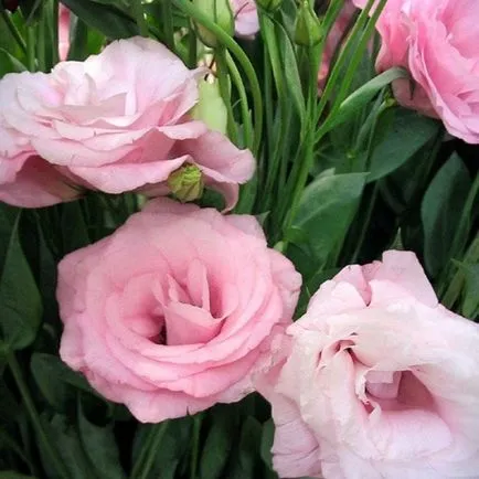 Virág eustoma fotó és termesztése magok otthon (fotó) Virág eustoma fotó és termesztése magok otthon