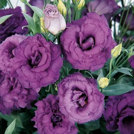 Virág eustoma fotó és termesztése magok otthon (home) Virág eustoma fotó és termesztése magok otthon