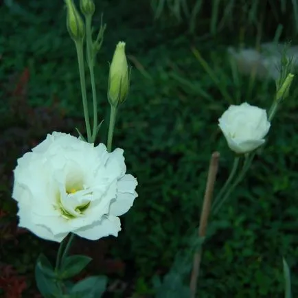 Virág eustoma fotó és termesztése magok otthon (fotó) Virág eustoma fotó és termesztése magok otthon