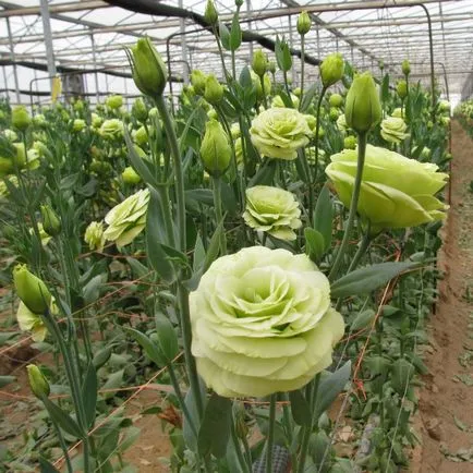 Virág eustoma fotó és termesztése magok otthon (növekvő) Virág eustoma fotó és termesztése magok otthon