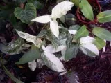 Virág celosia - növekvő magról; fotó celosia, celosia ültetés és gondozás a kertben; tollas celosia