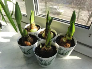 Amaryllis virág - különösen érdekel otthon (fotók és videó)