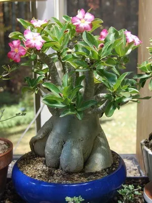 Virág Adenium videó ellátás, termesztési körülmények, a változás az otthoni, fotó és leírás (virág) Virág Adenium videó ellátás, termesztési körülmények, a változás az otthoni, fotók és leírás