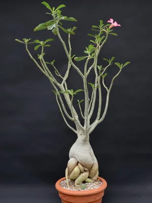 Virág Adenium videó ellátás, termesztési körülmények, a változás az otthoni, fotó és leírás (virág) Virág Adenium videó ellátás, termesztési körülmények, a változás az otthoni, fotók és leírás