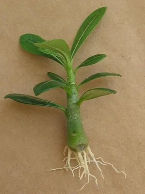 Virág Adenium videó ellátás, termesztési körülmények, a változás az otthoni, fotó és leírás (Adenium) Virág Adenium videó ellátás, termesztési körülmények, a változás az otthoni, fotók és leírás