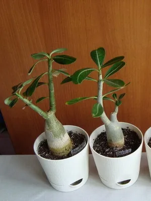 Virág Adenium videó ellátás, termesztési körülmények, a változás az otthoni, fotó és leírás (virág) Virág Adenium videó ellátás, termesztési körülmények, a változás az otthoni, fotók és leírás