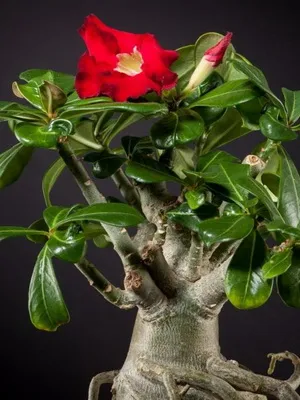 Virág Adenium videó ellátás, termesztési körülmények, a változás az otthoni, fotó és leírás (virág) Virág Adenium videó ellátás, termesztési körülmények, a változás az otthoni, fotók és leírás