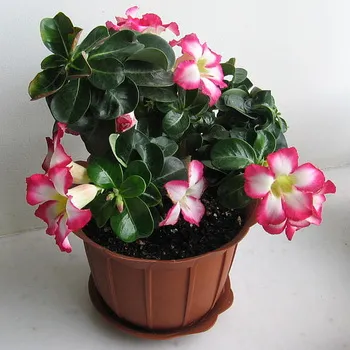 Virág Adenium videó ellátás, termesztési körülmények, a változás az otthoni, fotó és leírás (virág) Virág Adenium videó ellátás, termesztési körülmények, a változás az otthoni, fotók és leírás