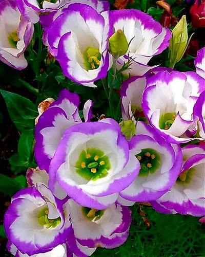 Virág eustoma fotó és leírás a termesztési feltételek