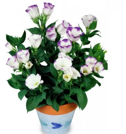 Eustoma virág, fotó, termesztés