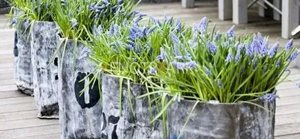 Muscari virág ültetés, gondozás és terjedése a nyílt terepen (Muscari ültetés és az ellátás szabadföldi) Muscari virág ültetés, gondozás és terjedése a nyílt terepen