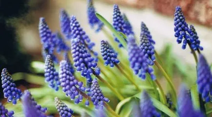 Muscari virág ültetés, gondozás és szaporítása nyílt terepen (leszállás) Muscari virág ültetés, gondozás és terjedése a nyílt terepen