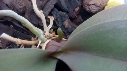 orchidea virág tüske