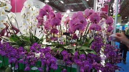 orchidea virág tüske