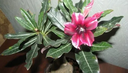 Virág Adenium videó ellátás, termesztési körülmények, a változás az otthoni, fotó és leírás (Adenium) Virág Adenium videó ellátás, termesztési körülmények, a változás az otthoni, fotók és leírás