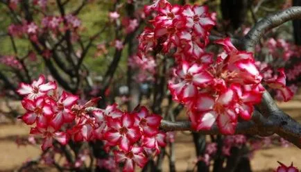 Virág Adenium videó ellátás, termesztési körülmények, a változás az otthoni, fotó és leírás (Adenium) Virág Adenium videó ellátás, termesztési körülmények, a változás az otthoni, fotók és leírás